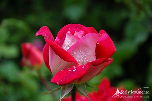 Frases y citas sobre las rosas - Aforisticamente