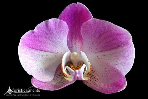 Frases y citas sobre las orquídeas - Aforisticamente