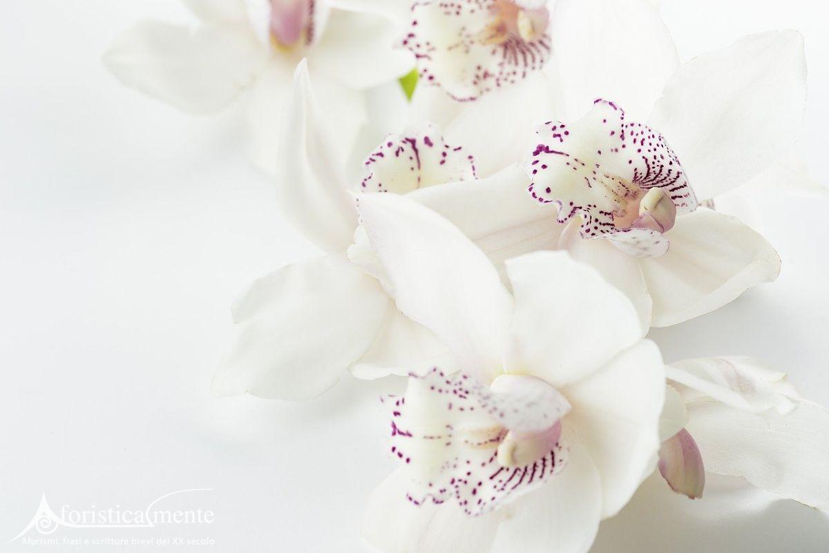 Orquídeas - Aforisticamente