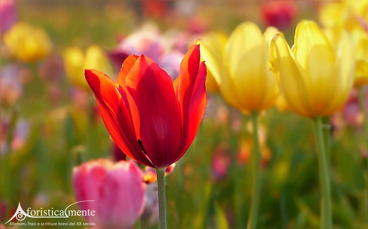 Frases y citas sobre los tulipanes - Aforisticamente