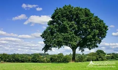 alberi_tree