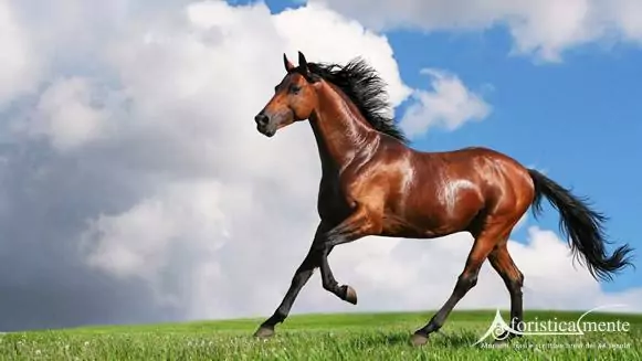 cavallo_horse