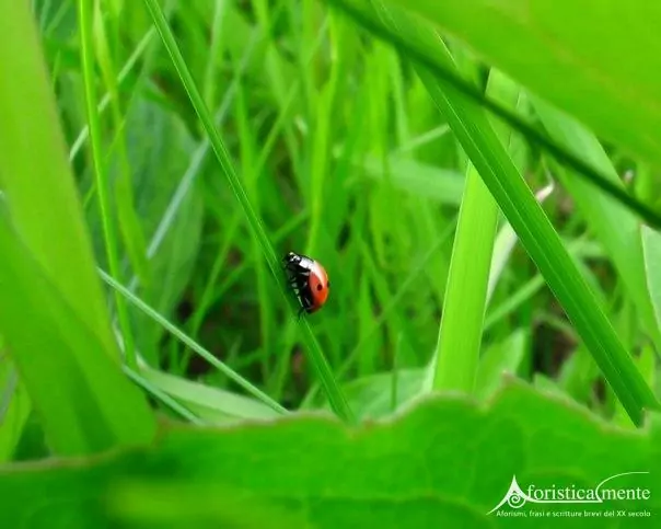 erba_grass