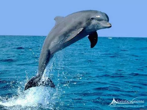 delfini
