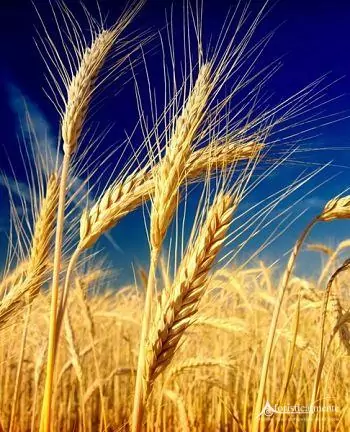 Grano