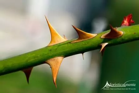 Spine