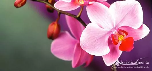 Orchidea