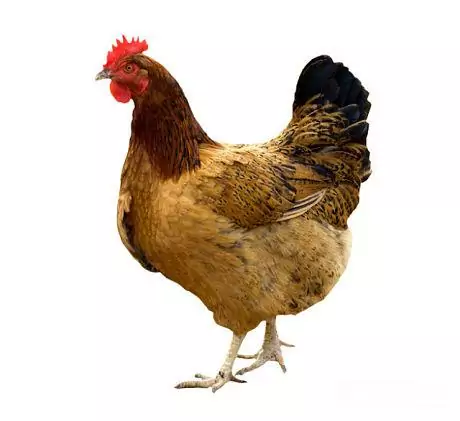 Gallina